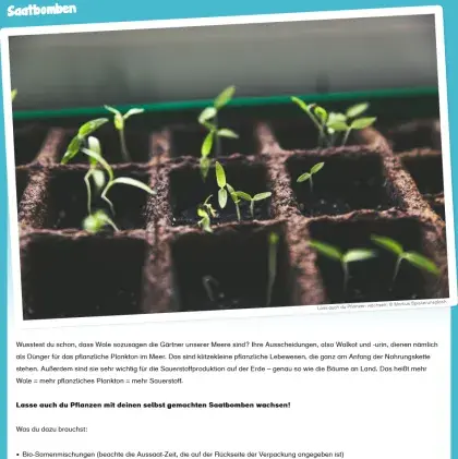 Man sieht eine frische Saat.