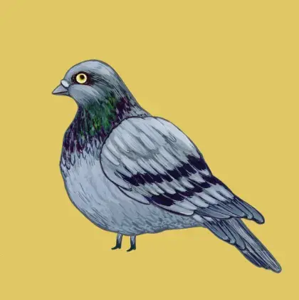 Illustrierte Taube