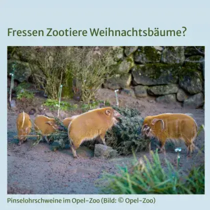 Man sieht Schweine, die einen Weihnachtsbaum essen.