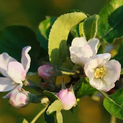 Apfelblüten im Frühling