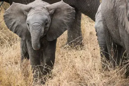 Elephantenbaby in der Savanne