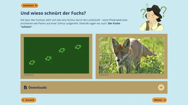 schnüremder Fuchs