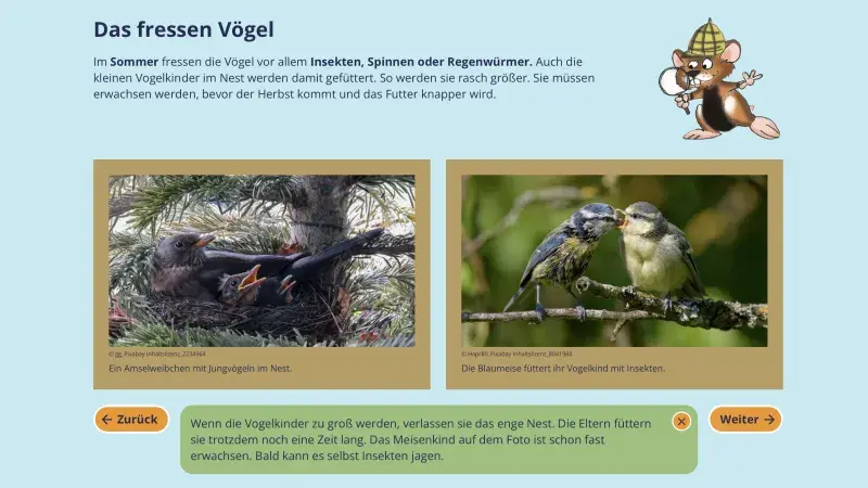 Das fressen Vögel